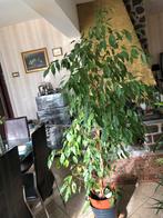Ficus liana Plante d’intérieur hauteur environ 1,80, Maison & Meubles, Plantes d'intérieur