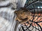 Konijnen, Dieren en Toebehoren, Konijnen, Mannelijk, Klein, 0 tot 2 jaar