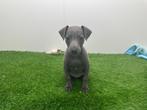 Nestje Italiaanse Windhondjes pups