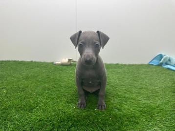 Nestje Italiaanse Windhondjes pups beschikbaar voor biedingen