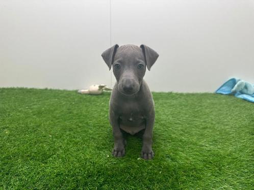 Nestje Italiaanse Windhondjes pups, Dieren en Toebehoren, Honden | Windhonden, Meerdere dieren, Overige rassen, Fokker | Professioneel
