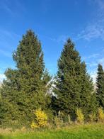 Kerstbomen, Ophalen, Nieuw