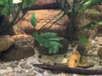 2 Siamese algeneters, Dieren en Toebehoren