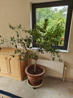 3 sierplanten + pot, Tuin en Terras, Planten | Bomen, In pot, Overige soorten, Ophalen, 100 tot 250 cm