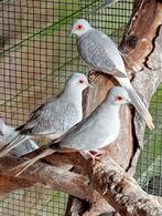 11 diamand duifjes, Dieren en Toebehoren, Vogels | Duiven, Meerdere dieren, Overige soorten