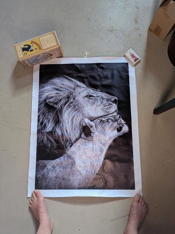 Print leeuw en leeuwinf beschikbaar voor biedingen