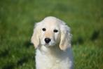 Golden retriever pups geboren in Belgie, Dieren en Toebehoren, Golden retriever, België, 8 tot 15 weken, Meerdere