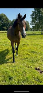 Bwp Merrie te koop, Animaux & Accessoires, Chevaux, Jument, Non dressé, Avec pedigree, 3 à 6 ans