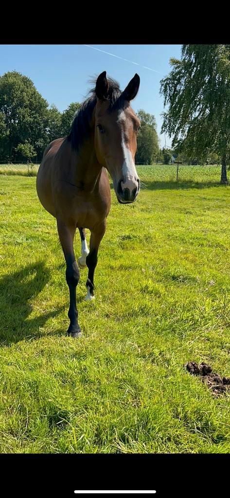 Bwp Merrie te koop, Animaux & Accessoires, Chevaux, Jument, Non dressé, 3 à 6 ans, Avec pedigree, Avec puce électronique, Vermifugé