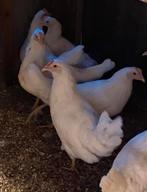 Jonge Legkippen  tussen de 17 /20 weken oud Zowel Wit&Bruin, Dieren en Toebehoren, Meerdere dieren, Kip