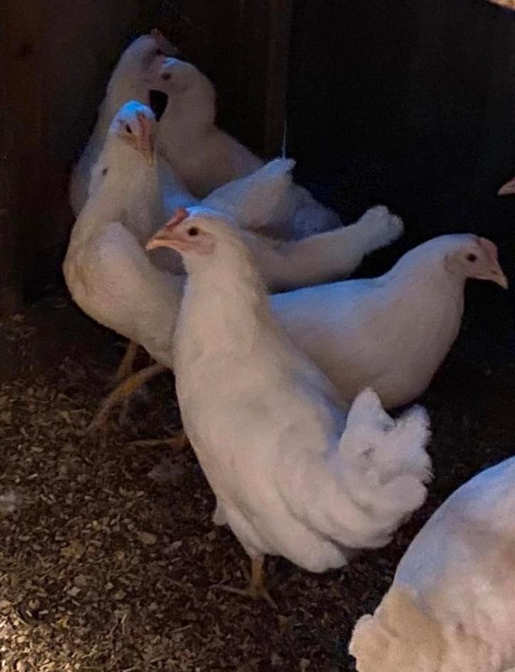 Jonge Legkippen  tussen de 17 /20 weken oud Zowel Wit&Bruin, Dieren en Toebehoren, Pluimvee, Kip, Meerdere dieren