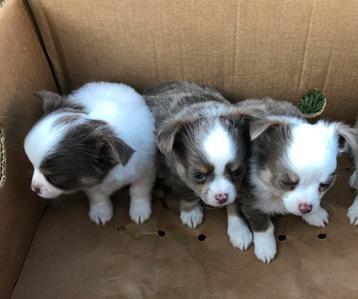 Langharige chihuahua reutjes beschikbaar voor biedingen