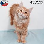 Maine Coon (red tabby, tortie blue silver, silver crème), Plusieurs animaux, Vermifugé, 0 à 2 ans