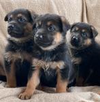 Duitse herderpups op boerderij, Dieren en Toebehoren, België, Fokker | Hobbymatig, CDV (hondenziekte), 8 tot 15 weken