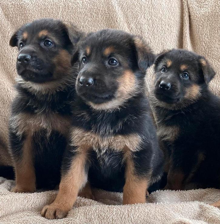 Duitse herderpups op boerderij, Dieren en Toebehoren, Honden | Herdershonden en Veedrijvers, Meerdere dieren, Herder, Fokker | Hobbymatig