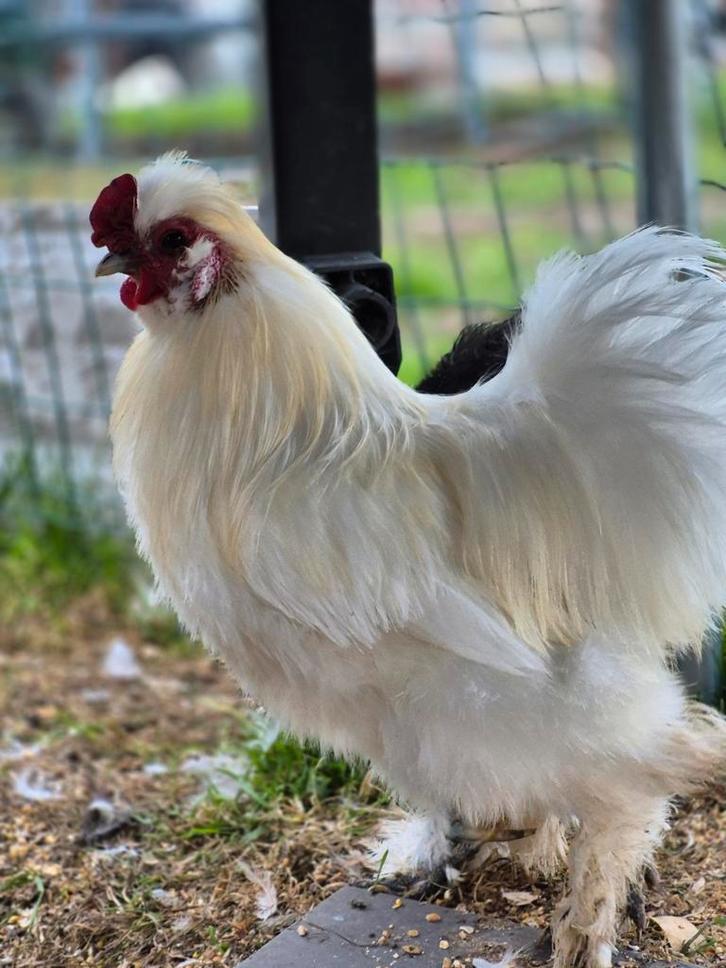 Broed eitjes zijdehoen van af februari 2026, Dieren en Toebehoren, Pluimvee