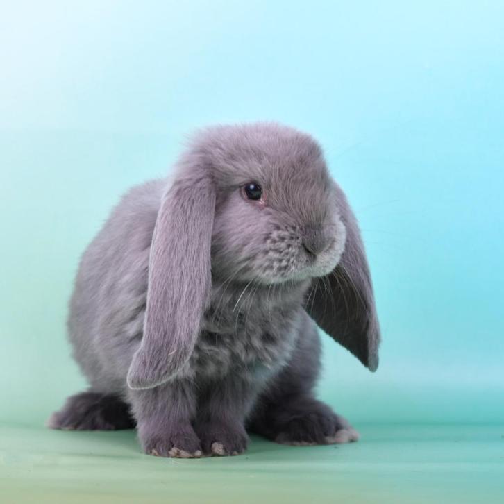 Franse hangoren, Dieren en Toebehoren, Konijnen, Groot, Mannelijk, 0 tot 2 jaar, Hangoor
