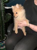 Spitz, Dieren en Toebehoren, Honden | Poolhonden, Keeshonden en Oertypen, België, Particulier, Keeshond, 8 tot 15 weken