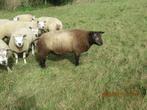 dieren, Dieren en Toebehoren, Schapen, Geiten en Varkens, Mannelijk, Schaap, 0 tot 2 jaar