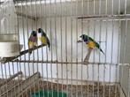 Vogels