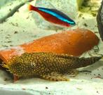 Young Ancistrus „wabenmunster” te koop, Vis, Zoetwatervis