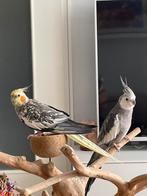 Valkparkieten, Dieren en Toebehoren, Meerdere dieren, Tam