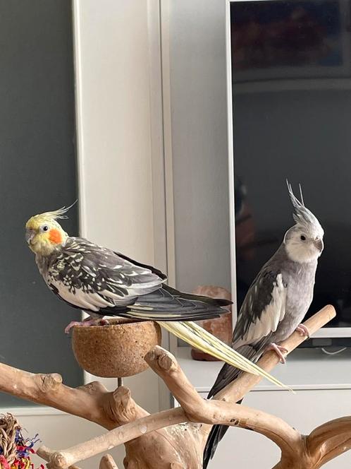 Valkparkieten, Dieren en Toebehoren, Vogels | Parkieten en Papegaaien, Meerdere dieren, Tam