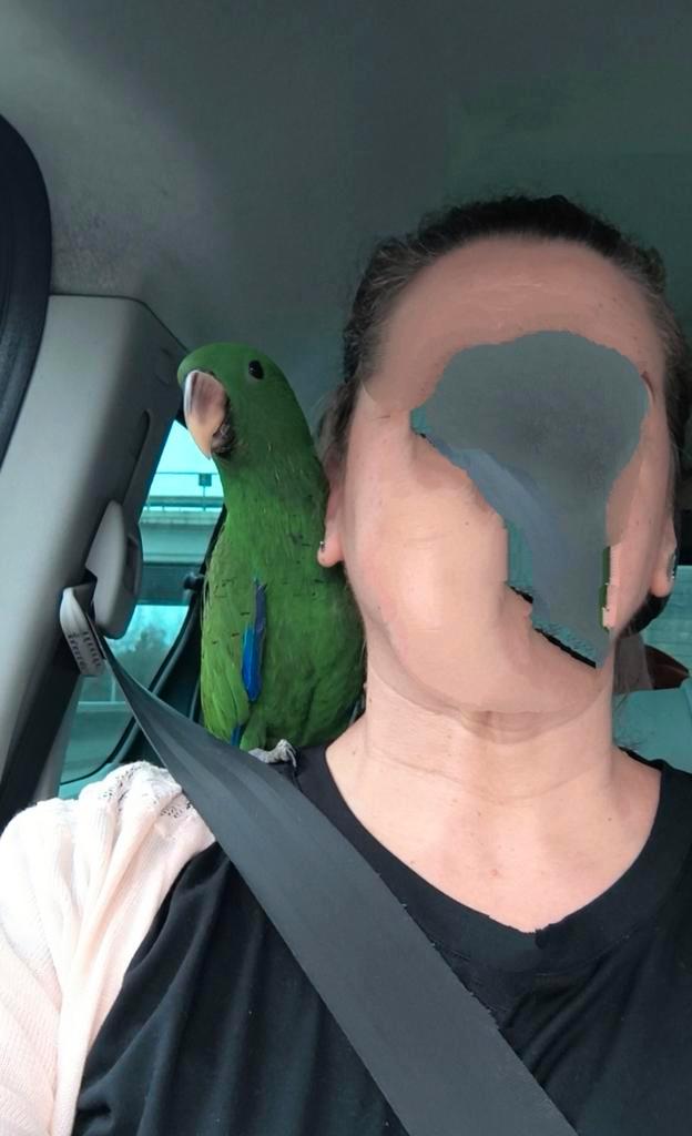 Jonge edelpapegaai man van 2 oktober, Animaux & Accessoires, Oiseaux | Perruches & Perroquets, Bagué