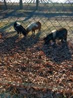 3 mooie pony's te koop