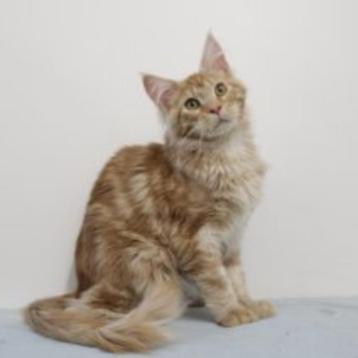Maine Coon - chatons à vendre, Plusieurs animaux, Vermifugé, 0 à 2 ans
