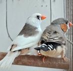 Koppel zebravinken, Dieren en Toebehoren, Tropenvogel, Geringd