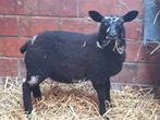 Ooi lam, Dieren en Toebehoren, Schapen, Geiten en Varkens, Vrouwelijk, Schaap, 0 tot 2 jaar