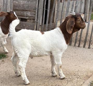 Boergeit Boerbok lammeren, optioneel met volwassen miekes beschikbaar voor biedingen