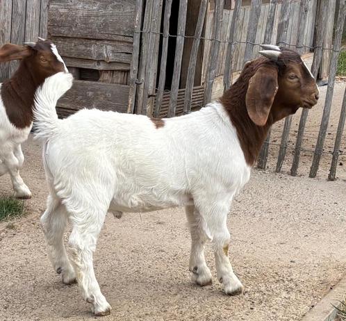 Boergeit Boerbok lammeren, optioneel met volwassen miekes, Dieren en Toebehoren, Schapen, Geiten en Varkens, Geit, Meerdere dieren