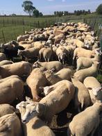 aankoop van alle rassen schapen geiten en parkdieren, Mouton