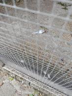 Grasparkieten, Dieren en Toebehoren, Parkiet