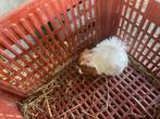 Peruvian cavias, Dieren en Toebehoren, Knaagdieren, Cavia