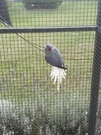 Halsbandparkieten violet, aqua, opaline, witkopwitstaart ´25, Dieren en Toebehoren, Vogels | Parkieten en Papegaaien