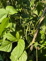 Biologische sperziebonen, puntpaprika’s en aubergines - Bio, Tuin en Terras, Ophalen, 400 cm of meer, Overige soorten