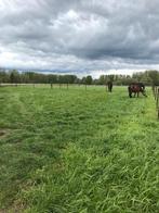 Paardenpension Puurs, Dieren en Toebehoren, Weidegang