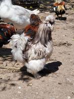 Coq poule de soie, Mâle, Poule ou poulet