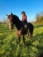 Kwpn ster merrie, Dieren en Toebehoren, Merrie