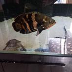 Pauwoogcichlide bumble bee 25 cm, Dieren en Toebehoren, Vissen | Aquariumvissen, Vis, Zoetwatervis