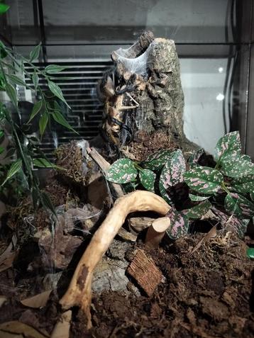 H. Pulchripes  beschikbaar voor biedingen