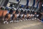 pony's/paarden gezocht voor recreatie, springen en dressuur., Dieren en Toebehoren, Paarden