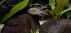 Mikrogeophagus altispinosus, Dieren en Toebehoren