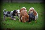 Engelse Cocker Spaniel pups, Dieren en Toebehoren, Honden | Retrievers, Spaniëls en Waterhonden, België, CDV (hondenziekte), 8 tot 15 weken