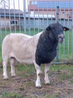 Mooie , zware dorper schaap ( ram ), Dieren en Toebehoren, Schaap