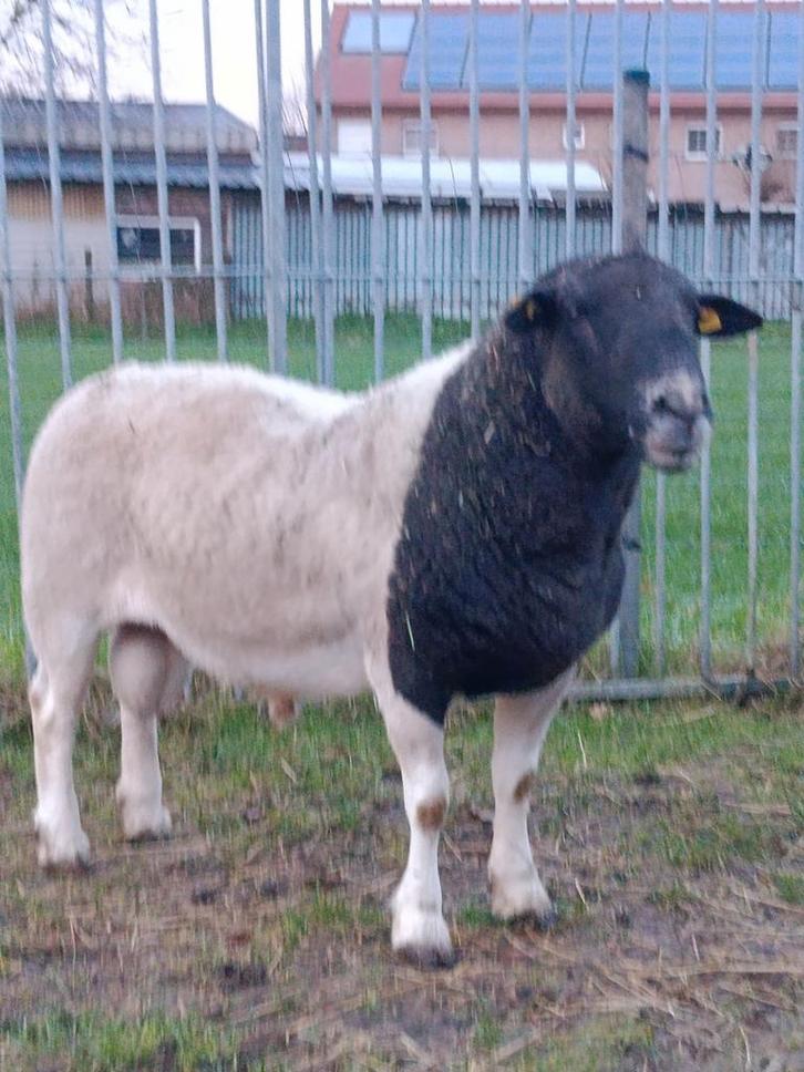 Mooie , zware dorper schaap ( ram ), Dieren en Toebehoren, Schapen, Geiten en Varkens, Schaap