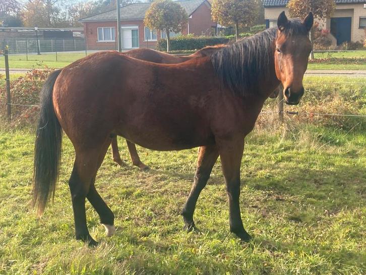 Quarter, Animaux & Accessoires, Chevaux, Cheval western